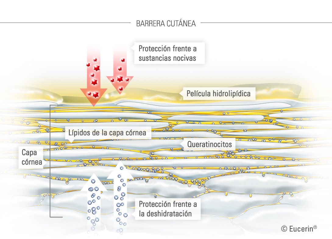 Ilustración gráfica de la piel y su capa córnea.